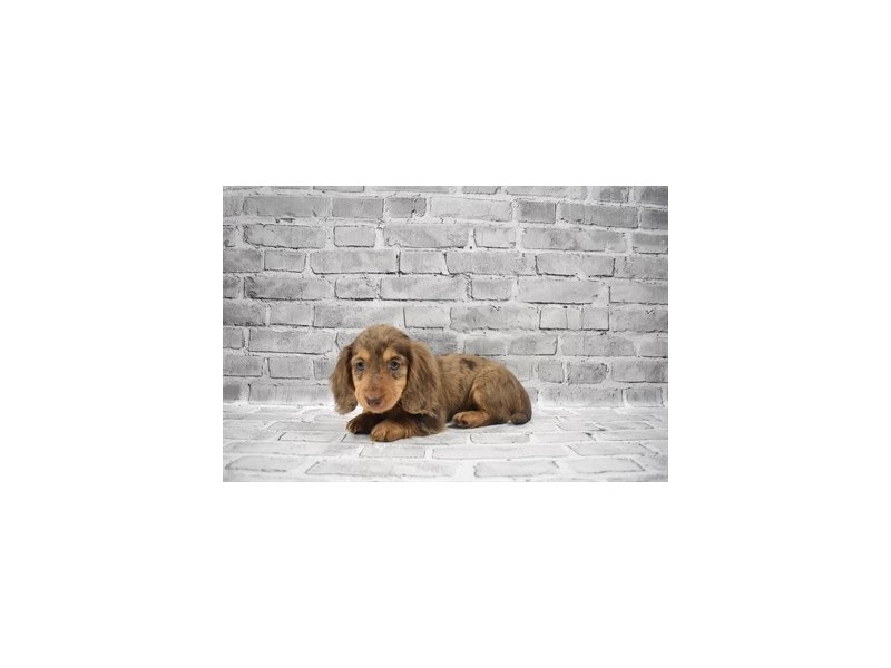 Dachshund Puppy Chocolate Dapple ID3742 Located at Petland