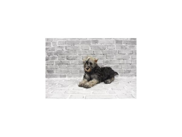 Miniature Schnauzer DOG Male Salt and Pepper 3752 Petland Jacksonville, Florida