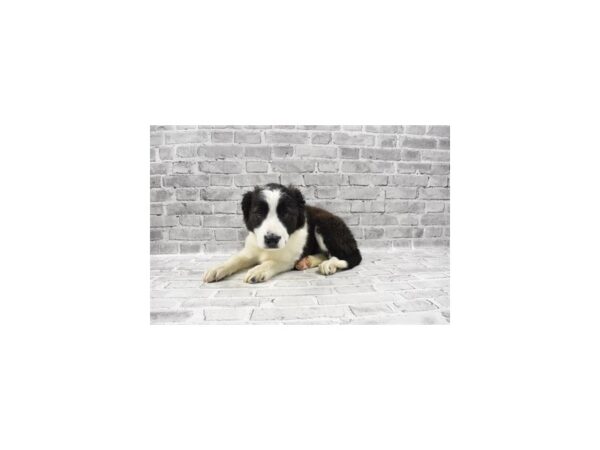 English Shepherd-DOG-Female-Black and White-3757-Petland Jacksonville, Florida