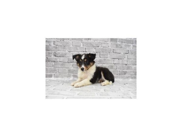 Shetland Sheepdog DOG Female Black White and Tan 3770 Petland Jacksonville, Florida