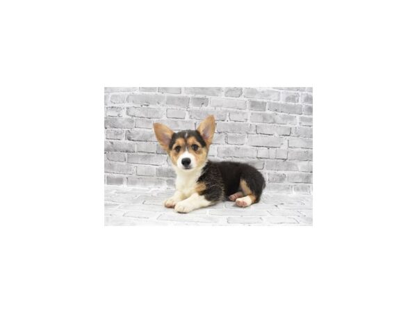 Pembroke Welsh Corgi DOG Female Black and Tan 3857 Petland Jacksonville, Florida