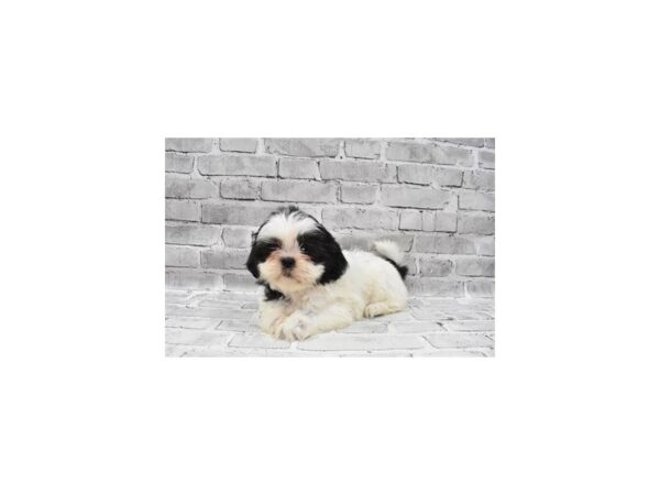 Shih Tzu DOG Female Black and White 3868 Petland Jacksonville, Florida