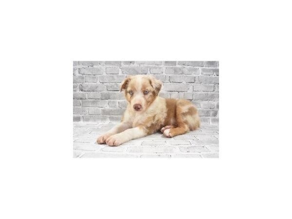 Australian Shepherd DOG Male Red Merle 3890 Petland Jacksonville, Florida