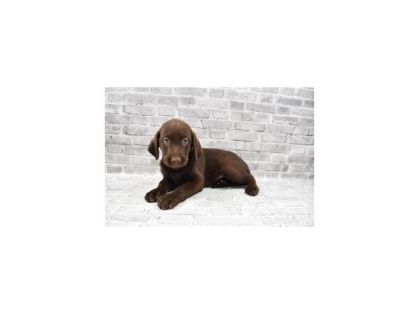 Labrador Retriever DOG Female Chocolate 3926 Petland Jacksonville, Florida