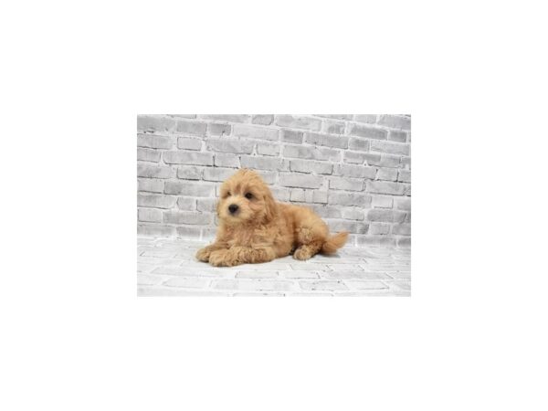 Mini Goldendoodle 2nd Gen DOG Male Golden 3928 Petland Jacksonville, Florida