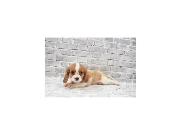 Cavalier King Charles Spaniel DOG Male Blenheim 3949 Petland Jacksonville, Florida