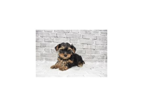 Yorkshire Terrier DOG Female Black and Tan 3957 Petland Jacksonville, Florida