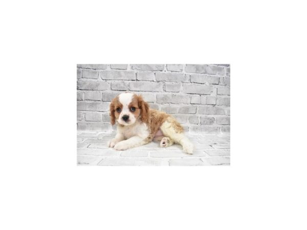 Cavalier King Charles Spaniel DOG Female Blenheim 3967 Petland Jacksonville, Florida