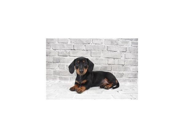 Dachshund DOG Female Black and Tan 3974 Petland Jacksonville, Florida