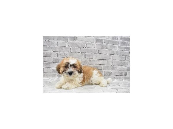 Teddy Bear DOG Female Gold and White 4010 Petland Jacksonville, Florida