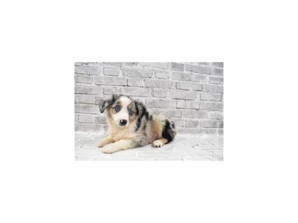 Miniature Australian Shepherd DOG Male Blue Merle White and Tan 4107 Petland Jacksonville, Florida