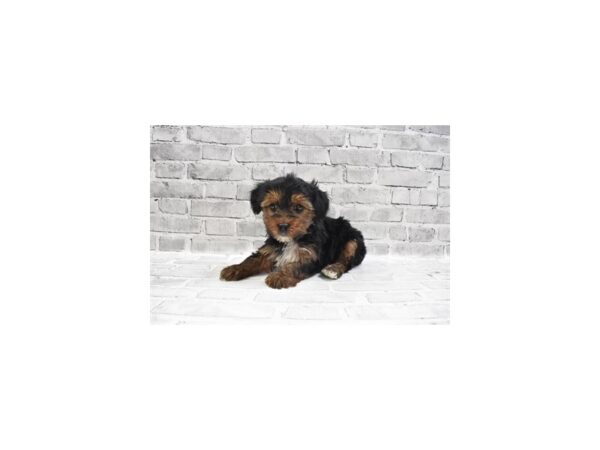 Yorkshire Terrier DOG Male Black and Tan 4135 Petland Jacksonville, Florida