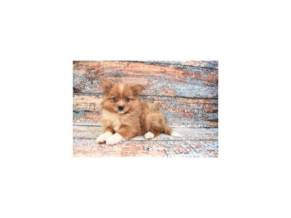 Pomeranian DOG Female Orange Sable 4232 Petland Jacksonville, Florida