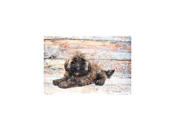 Havanese DOG Male Gold 4288 Petland Jacksonville, Florida