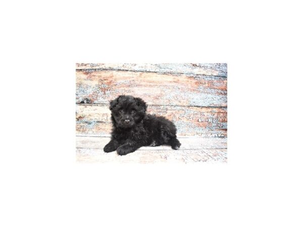 Toy Aussie Poo-DOG-Female-Black-4310-Petland Jacksonville, Florida