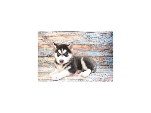 Siberian Husky DOG Female Black and White 4328 Petland Jacksonville, Florida