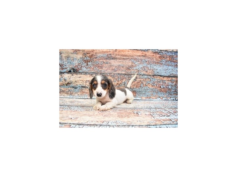 Dachshund Puppy Black and Silver Dapple ID4330 Located at Petland