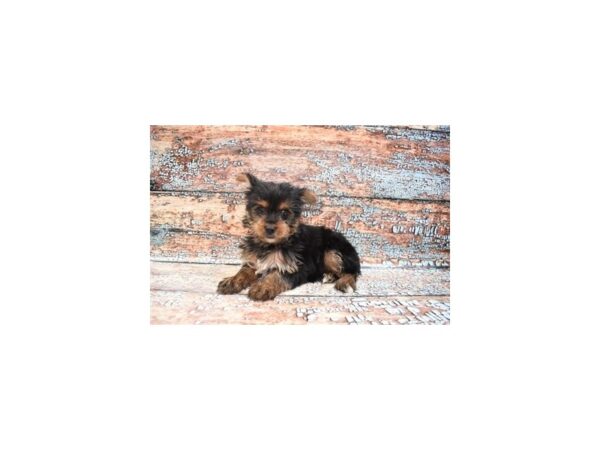 Yorkshire Terrier DOG Female Black and Tan 4335 Petland Jacksonville, Florida