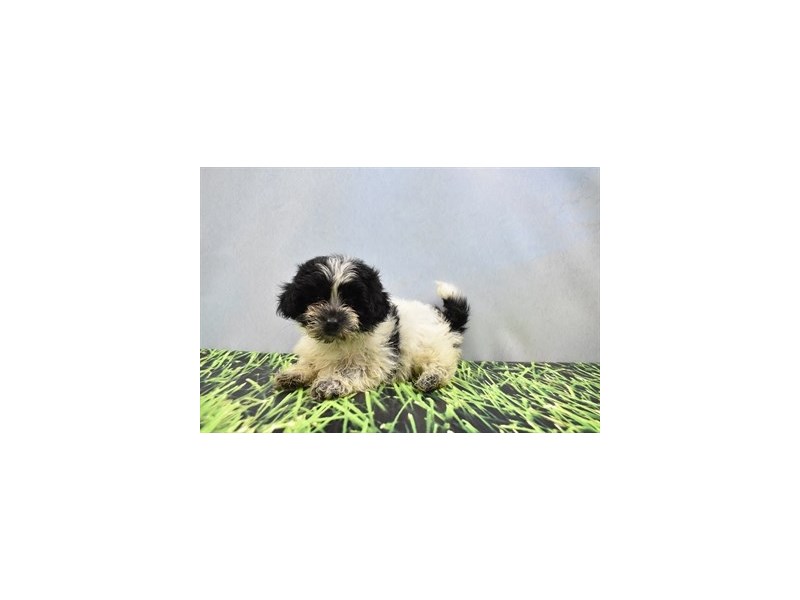 Coton De Tulear Puppies Petland Jacksonville, Florida