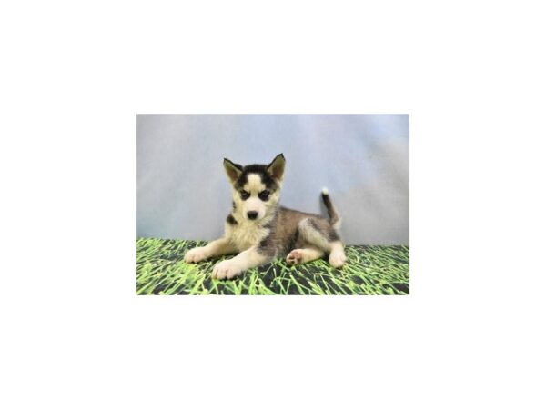 Siberian Husky DOG Male Black and White 4409 Petland Jacksonville, Florida