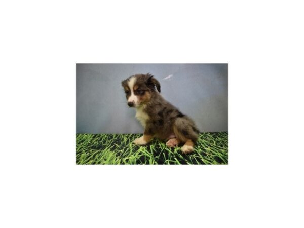 Toy Australian Shepherd DOG Male Blue Merle White and Tan 4421 Petland Jacksonville, Florida