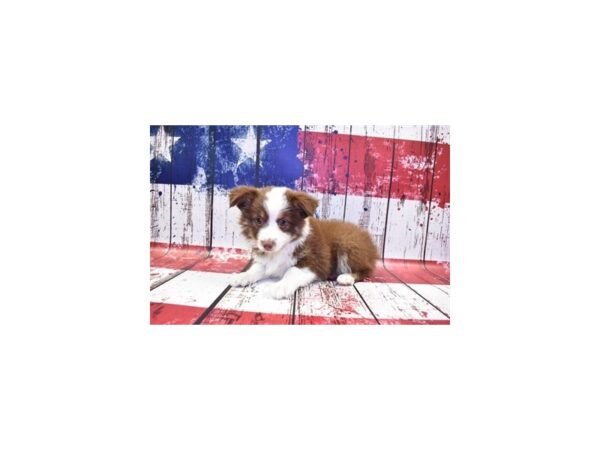 Miniature Australian Shepherd DOG Female Red 4445 Petland Jacksonville, Florida