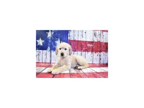 Golden Retriever DOG Female Light Golden 4449 Petland Jacksonville, Florida