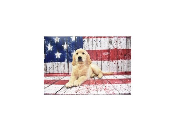 Golden Retriever DOG Female Light Golden 4452 Petland Jacksonville, Florida