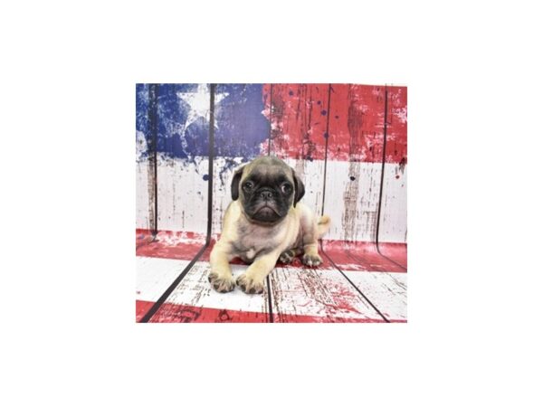 Pug DOG Male Fawn 4462 Petland Jacksonville, Florida