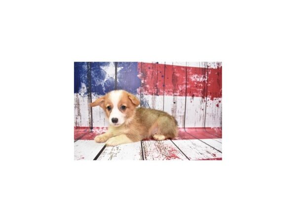 Pembroke Welsh Corgi DOG Male Sable 4474 Petland Jacksonville, Florida