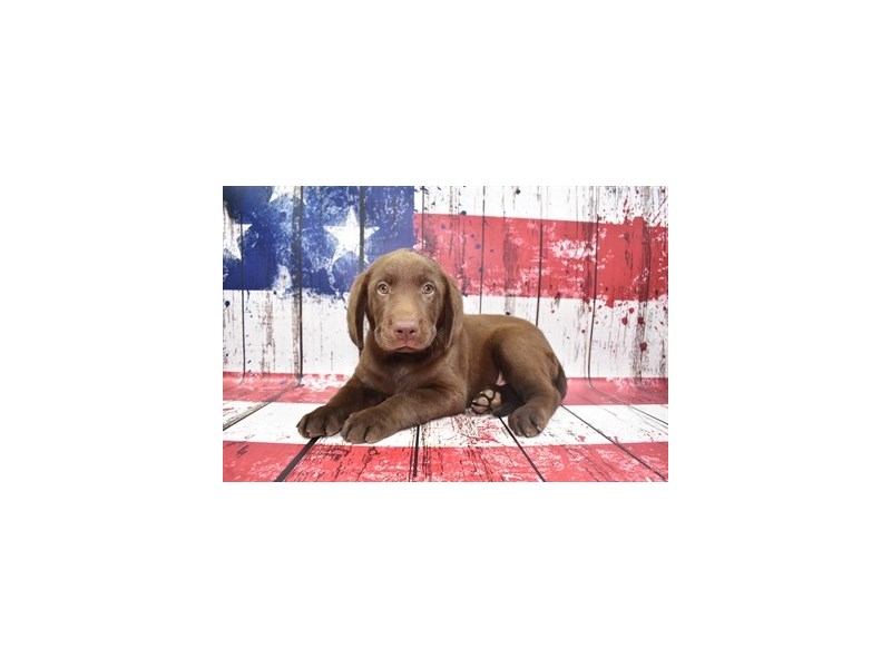 Labrador Retriever Puppy Chocolate ID4488 Located at Petland