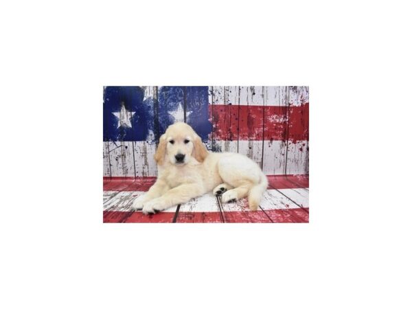 Golden Retriever DOG Female Light Golden 4505 Petland Jacksonville, Florida