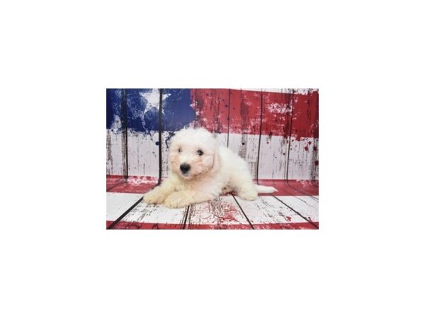 Bichon Frise DOG Male White 4508 Petland Jacksonville, Florida