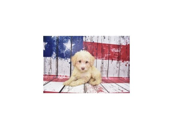 Toy Aussie Poo DOG Female Cream 4514 Petland Jacksonville, Florida