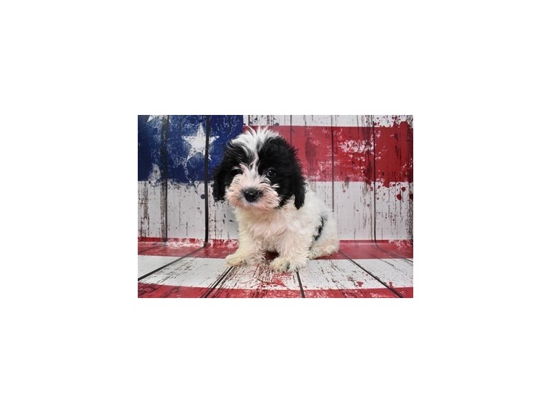 Coton De TulearDOGMaleWhite and Black3758111Petland Jacksonville