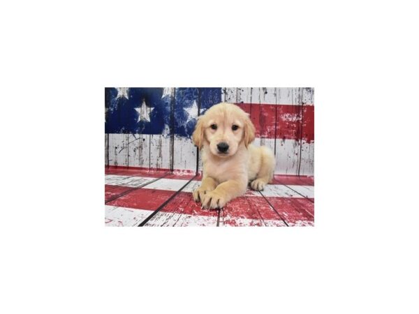 Golden Retriever DOG Male Golden 4522 Petland Jacksonville, Florida