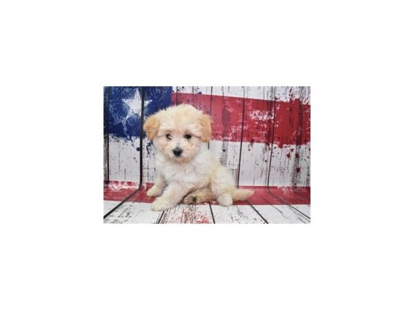 Mini Goldendoodle 2nd Gen DOG Female Apricot 4525 Petland Jacksonville, Florida