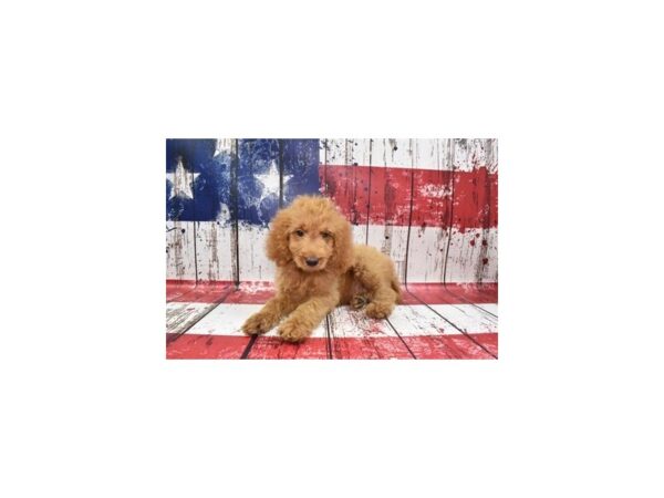 Goldendoodle DOG Male Red 4530 Petland Jacksonville, Florida