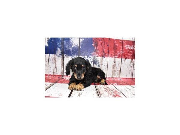 Dachshund DOG Male Black and Tan 4536 Petland Jacksonville, Florida