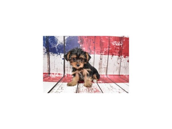 Yorkshire Terrier DOG Male Black and Tan 4554 Petland Jacksonville, Florida