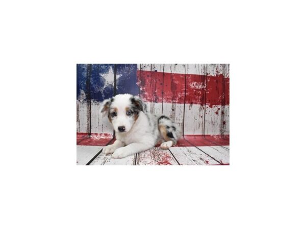 Toy Australian Shepherd DOG Female Blue Merle White and Tan 4557 Petland Jacksonville, Florida