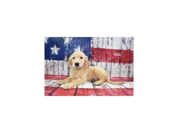 Golden Retriever DOG Male Golden 4562 Petland Jacksonville, Florida