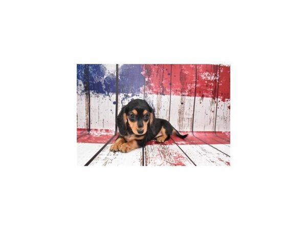 Dachshund DOG Female Black and Tan 4563 Petland Jacksonville, Florida