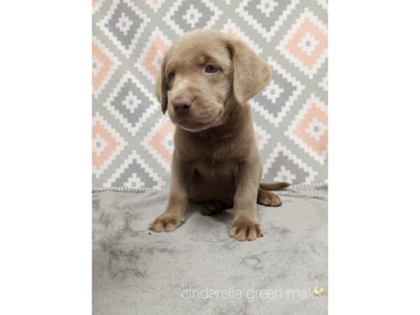 Labrador Retriever DOG Male Silver 4566 Petland Jacksonville, Florida