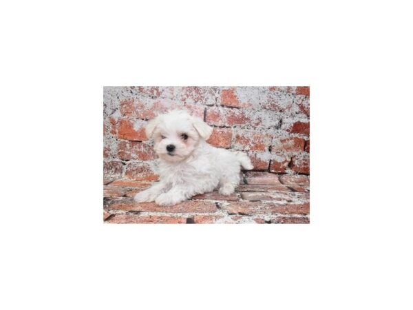 Maltese DOG Male White 4571 Petland Jacksonville, Florida