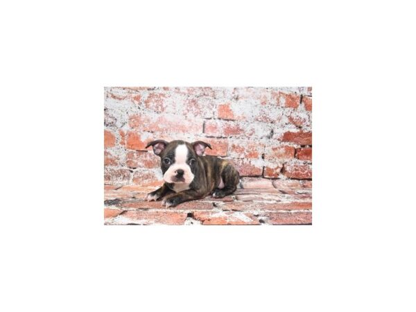 Boston Terrier DOG Male Brindle and White 4576 Petland Jacksonville, Florida