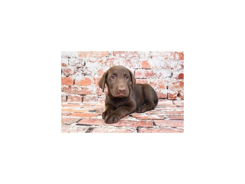 Labrador Retriever Puppy Chocolate ID4589 Located at Petland