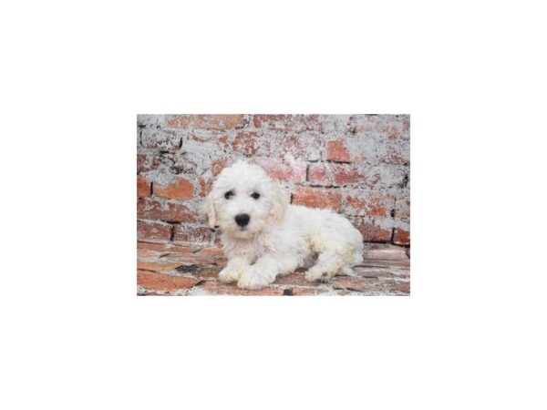 Bichon Frise DOG Female White 4603 Petland Jacksonville, Florida