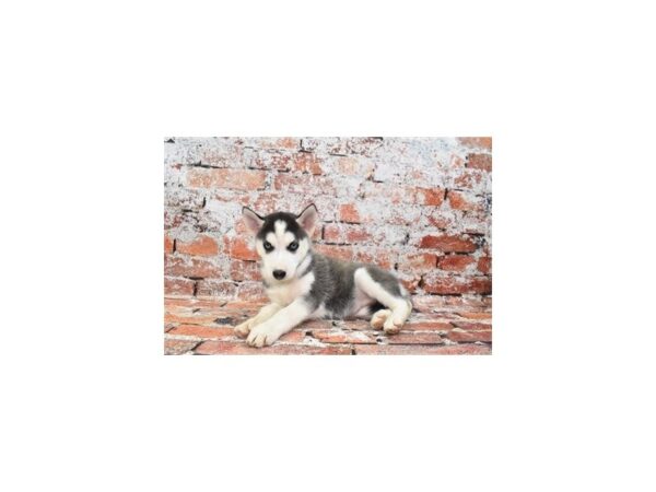 Siberian Husky DOG Female Black and White 4613 Petland Jacksonville, Florida