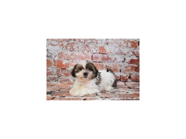 Shih Tzu DOG Female Gold and White 4616 Petland Jacksonville, Florida